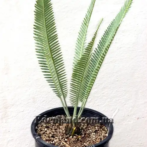 Изображение Диоон съедобный - Dioon edule