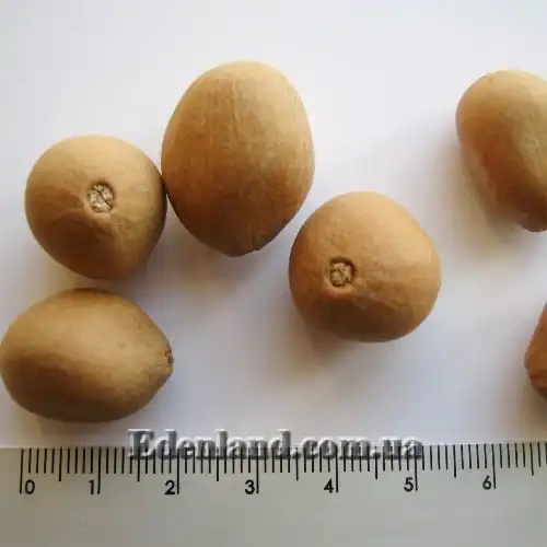 Изображение Диоон съедобный - Dioon edule