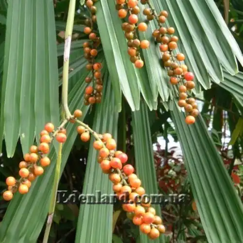 Изображение Ликуала колючая - Licuala spinosa