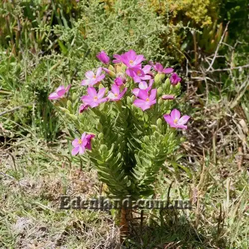 Изображение цветущий куст