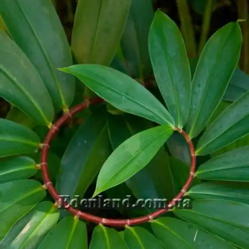 Изображение Гелления прекрасная - Hellenia speciosa