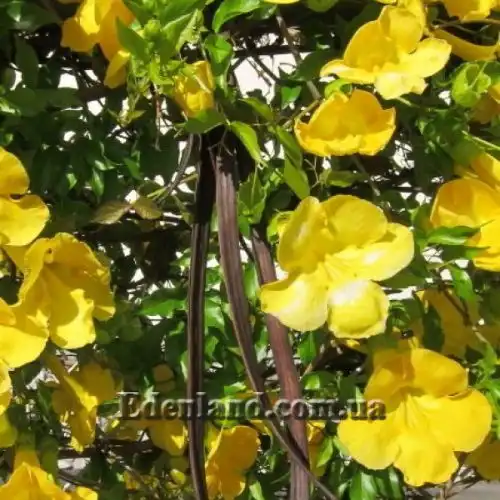 Изображение цветы и семена