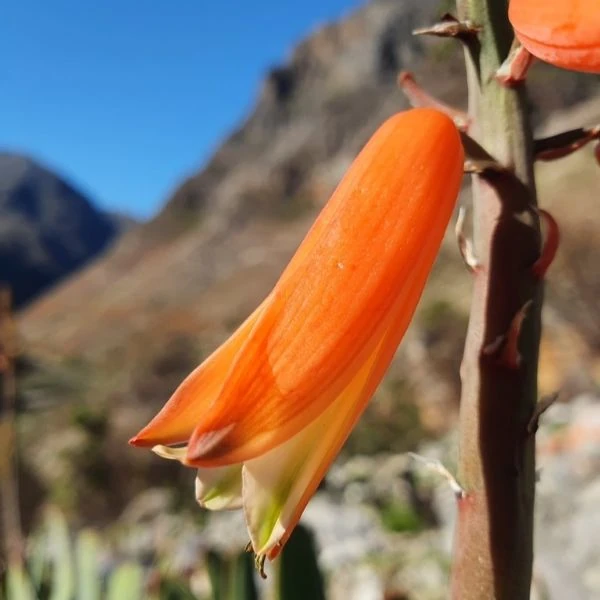 Изображение Кумара складчатая  - Kumara plicatilis