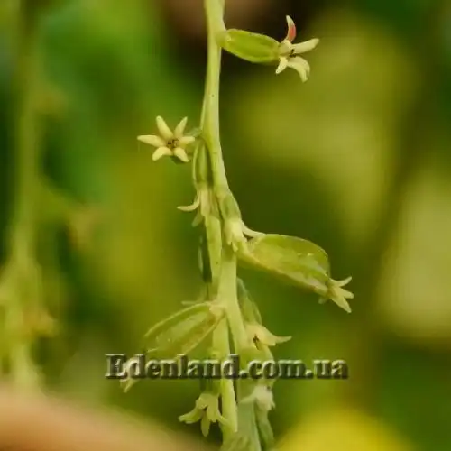 Изображение Диоскорея клубненосная  - Dioscorea bulbifera