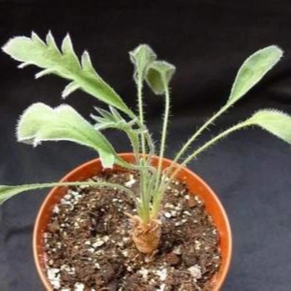 Пеларгония длиннолистная  - Pelargonium longifolium 
