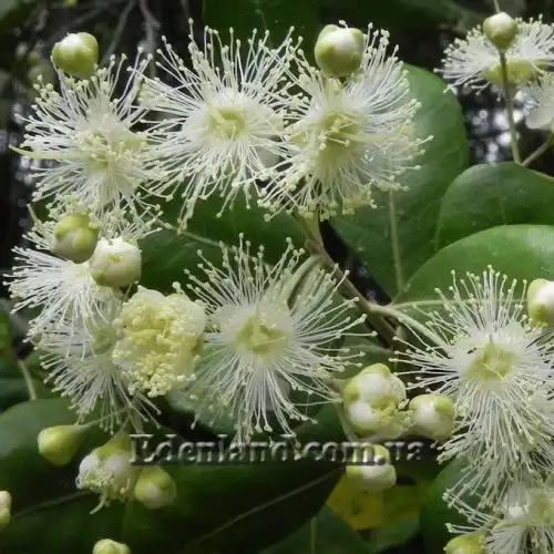 Изображение Блефарокаликс Круксханкса - Blepharocalyx cruckshanksii