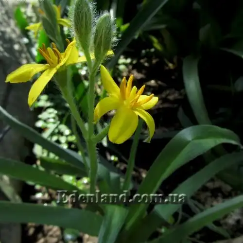 Изображение Гипоксис гемерокаллисовидный - Hypoxis hemerocallidea