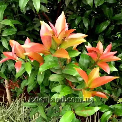 Изображение Евгения миртолистная - Eugenia myrtifolia