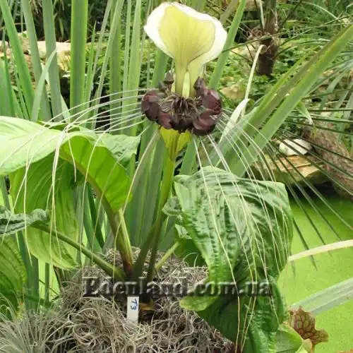 Изображение Такка цельнолистная - Tacca integrifolia 