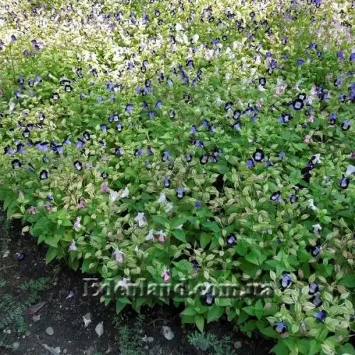 Изображение Торения Фурнье - Torenia fournieri