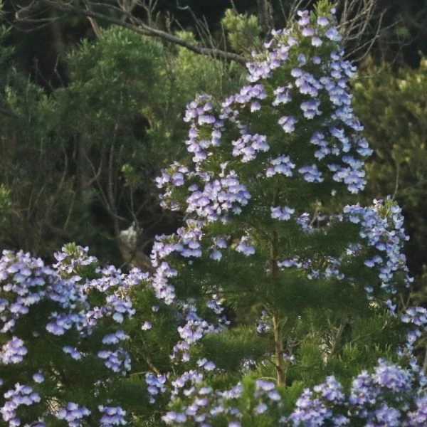 Зображення Псоралея деревовидна - Psoralea arborea