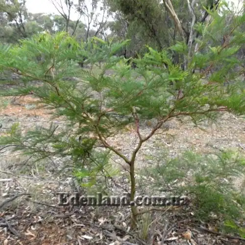 Изображение Акация низбегающая - Acacia decurrens