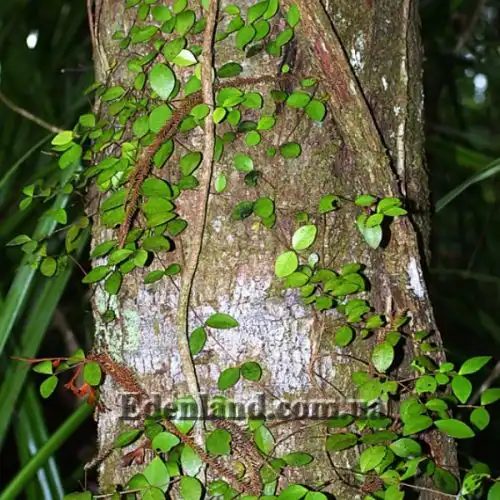 Зображення лиана на дереве