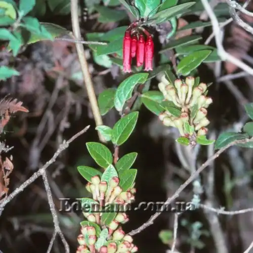 Изображение цветы и зеленые плоды