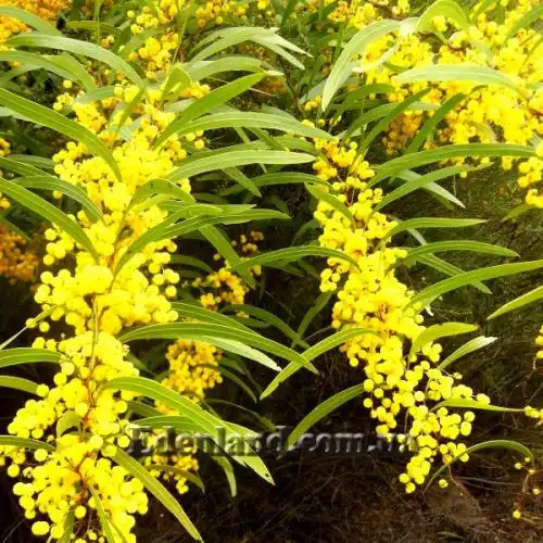 Акація великозалізна - Acacia macradenia