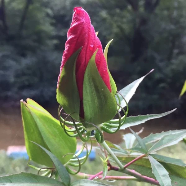 Изображение Гибискус шарлаховый (ярко-красный) - Hibiscus coccineus 