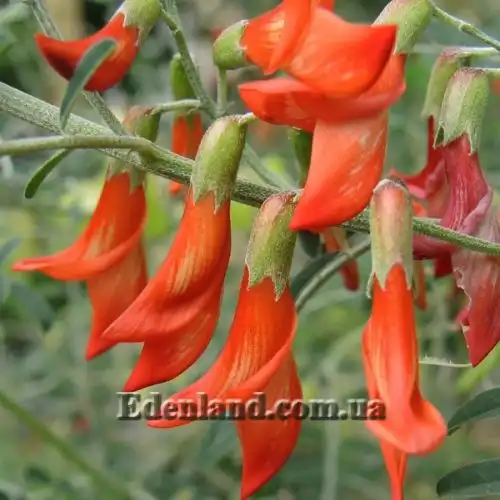 Изображение Сутерландия кустарниковая  - Sutherlandia frutescens