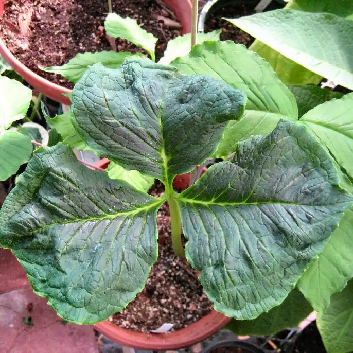 Изображение Аризема Гриффита  - Arisaema griffithii