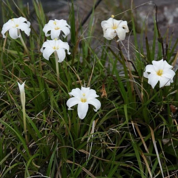 Зображення Велозія трубчаста - Vellozia tubiflora
