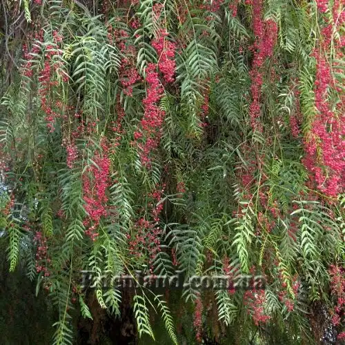 Изображение Шинус мягкий - Schinus molle