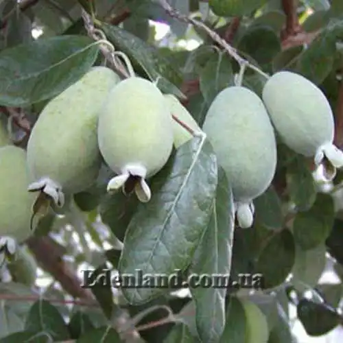 Фейхоа Селлова - Feijoa sellowiana