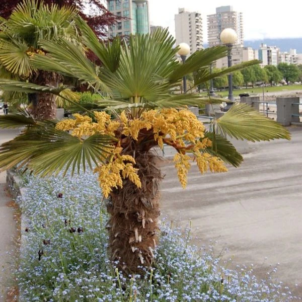 Изображение Трахикарпус Вагнера  - Trachycarpus wagnerianus 