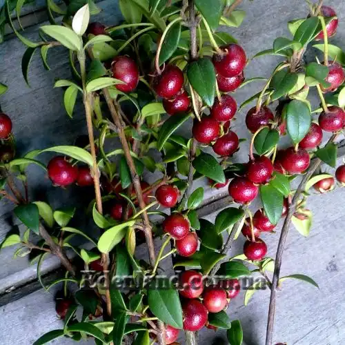 Изображение Угни Молины - Ugni molinae