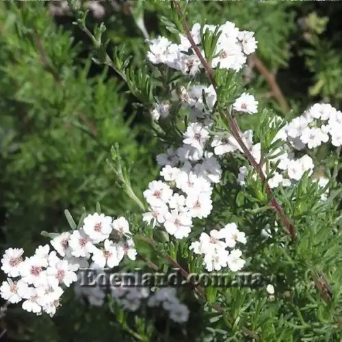 Зображення Еріоцефалус африканський - Eriocephalus africanus