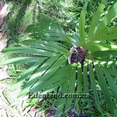 Изображение Дипсис фанева - Dypsis faneva