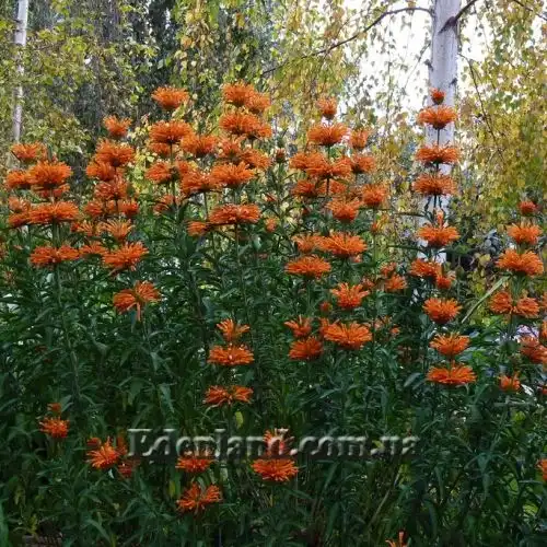 Изображение цветение