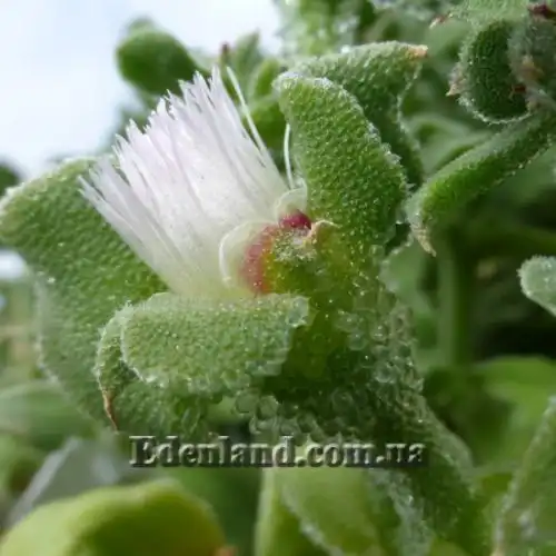 Изображение Мезембриантемум хрустальный - Mesembryanthemum crystallinum