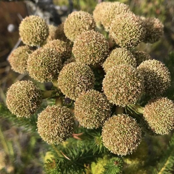 Изображение Берцелия Галпина - Berzelia galpinii