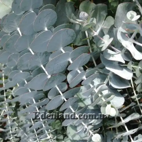 Изображение Эвкалипт припудренный Сорт Baby Blue - Eucalyptus pulverulenta