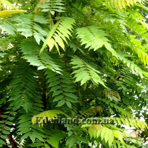 Зображення Аверроа білімбі - Averrhoa bilimbi