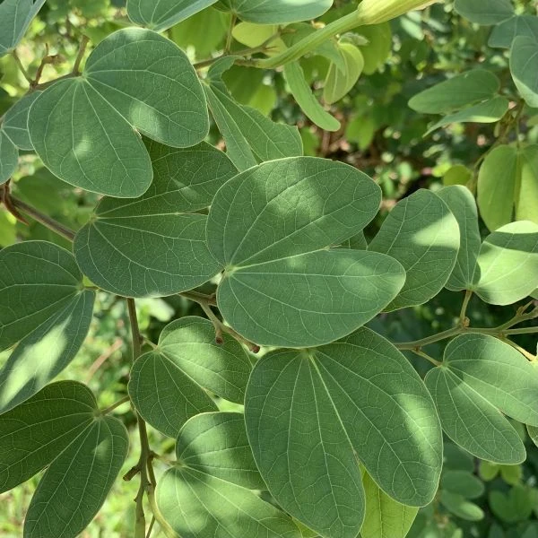 Зображення Баухінія Петерсона - Bauhinia petersiana