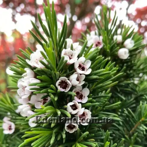 Изображение Хамелауциум крючковатый - Chamelaucium uncinatum