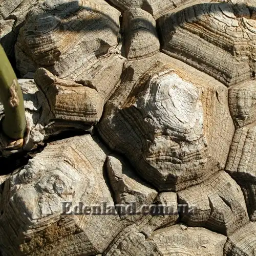 Изображение Диоскорея слоновая - Dioscorea elephantipes