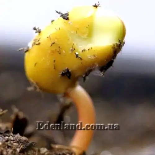 Изображение всходы