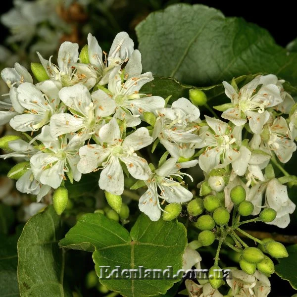 Изображение Домбея цимоза   - Dombeya cymosa