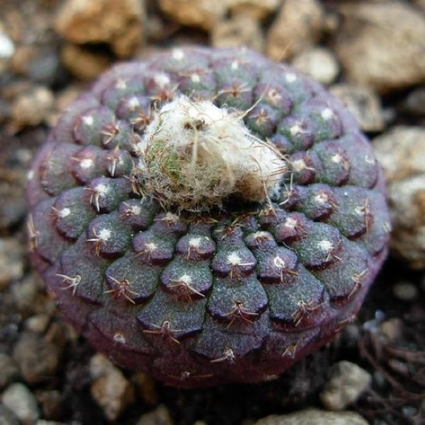 Фрайлея панцирна - Frailea cataphracta 