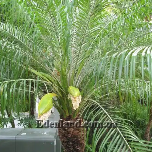 Зображення Фінік Робелена - Phoenix roebelenii