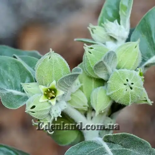 Зображення квіти та зав'язь