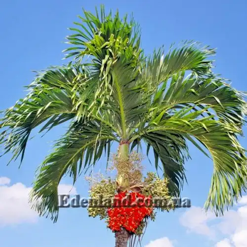 Изображение Адонидия Меррилла - Adonidia merrillii