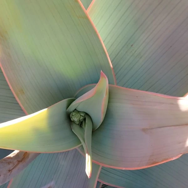 Зображення Алое смугасте - Aloe striata 