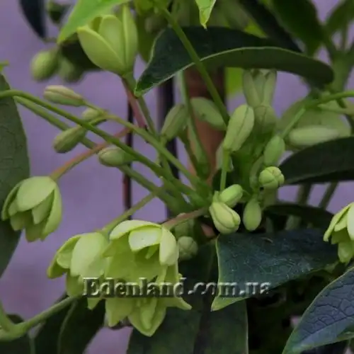 Изображение Хольбелия широколистная - Holboellia latifolia