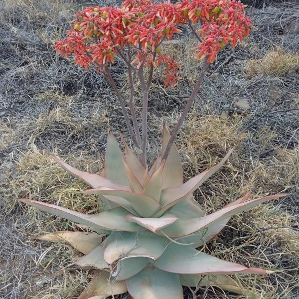 Зображення цвітіння