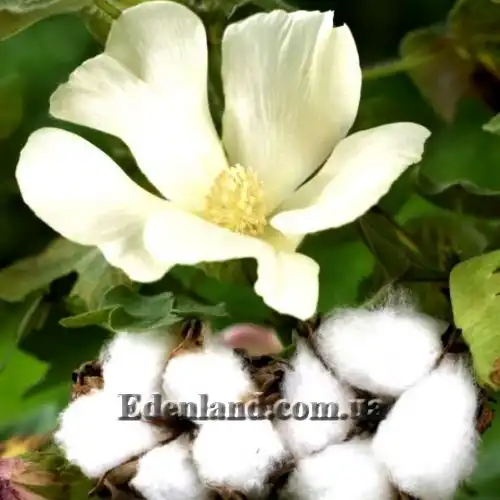 Изображение Госсипиум (хлопчатник) мохнатый - Gossypium hirsutum