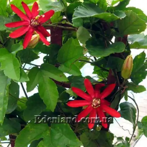 Зображення Пасифлора рукавчаста - Passiflora manicata