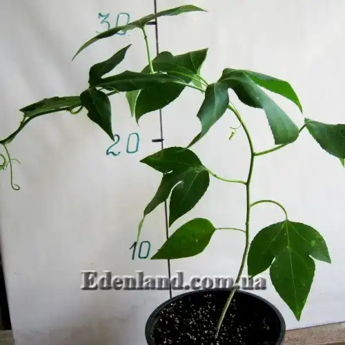 Изображение саженцы 