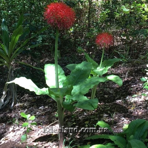 Изображение цветение в саду